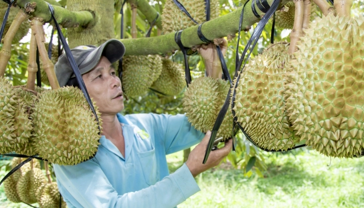 Durian export increases nearly 6 times