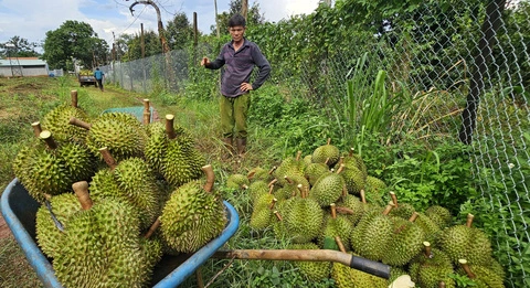 Durian from Vietnam accounts for only about 5% of the market share in the Chinese market